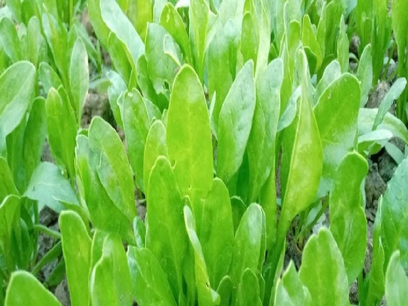 পালং শাকের মধ্যে প্রচুর পরিমাণ আয়রন থাকে। যা আপনার লোহিত রক্ত কণিকাকে শরীরের বিভিন্ন জায়গা অক্সিজেন পৌঁছে দিতে সাহায্য করে। শরীরে আয়রন কমা থাকার কারণে হওয়া অ্যানিমিয়া বা রক্তাল্পতা দূর করতে সাহায্য করে।