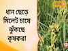ধান ছেড়ে কেন এই চাষ বেছে নিচ্ছে কৃষকরা? জানুন আসল কারণ