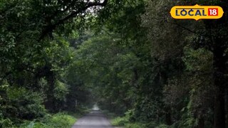 চিলাপাতার জঙ্গল