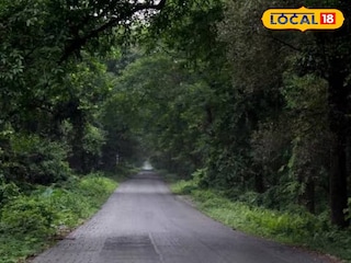 চিলাপাতার জঙ্গল চিলাপাতার জঙ্গল