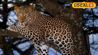 লেপার্ড | প্রতীকী ছবি