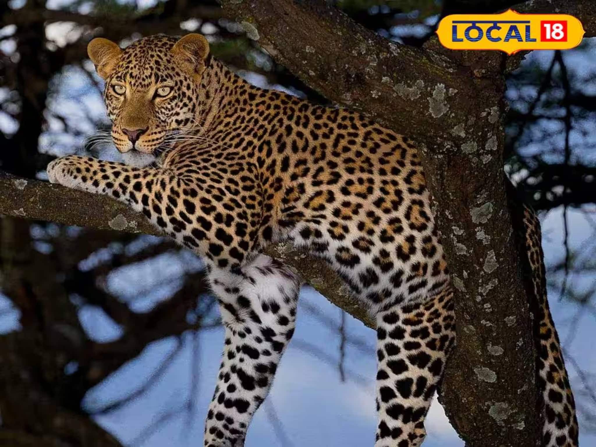 Alipurduar News: ৩ দিনে দ্বিতীয়বার! ডুয়ার্সের চা বাগানে ফের ধরা পড়ল লেপার্ড, খাঁচাবন্দি হলেও এলাকায় আতঙ্কের পরিবেশ