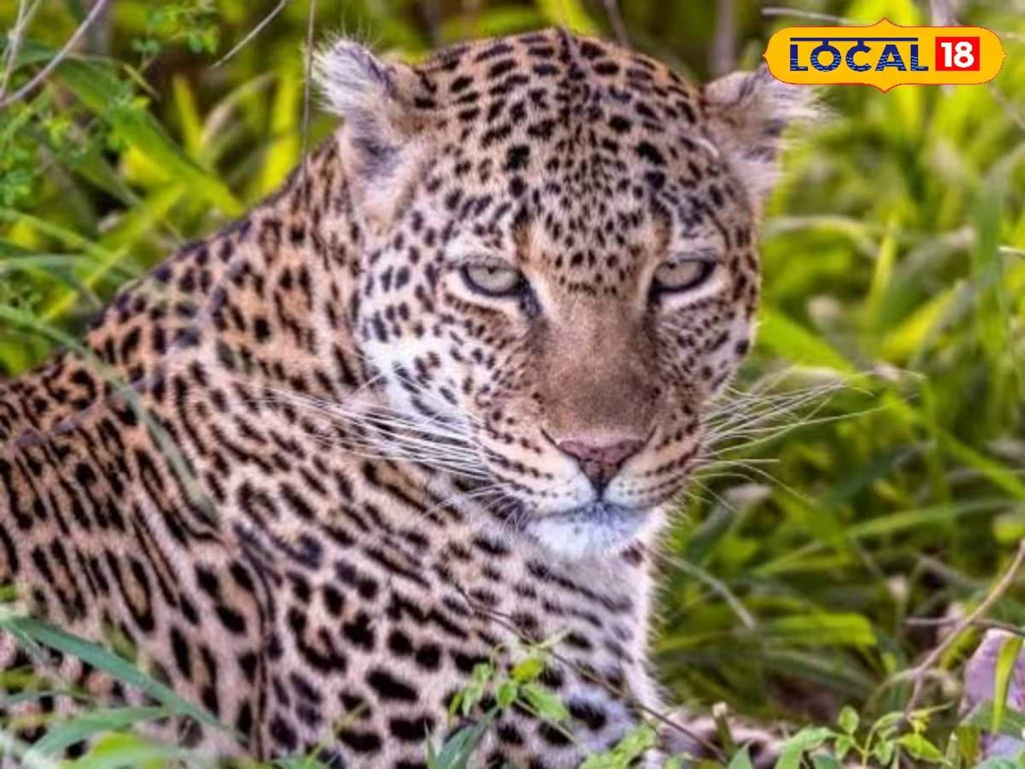 Alipurduar News: বাড়ি থেকে টেনে নিয়ে যাচ্ছিল হাঁস, মুরগি! বন দফতর খাঁচা পাততেই খেল খতম, ডিমডিমা চা বাগান থেকে ফের লেপার্ড উদ্ধার