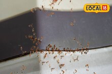 'পিঁপড়ের ভয়ে আর পারছি না...', ২৫ বছরের মনীষার মর্মান্তিক পরিণতি, চিরকূটে লেখা চোখে জল আনবে