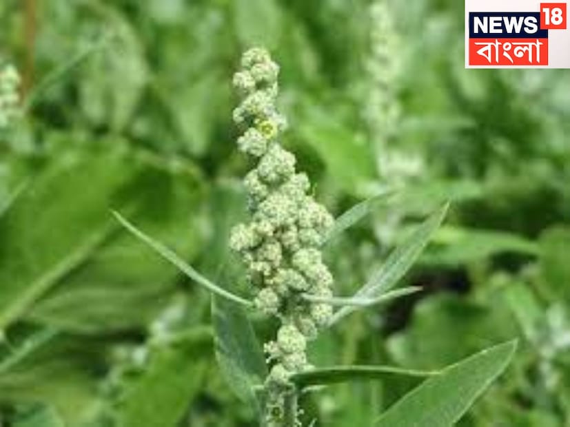 বেথো শাকে প্রচুর পরিমাণে পুষ্টিগুণ রয়েছে ৷ এতে ভিটামিন এ, ভিটামিন সি, ভিটামিন কে, ভিটামিন বি-সহ কয়েকটি গুণে পরিপূর্ণ ৷ প্রতীকী ছবি ৷