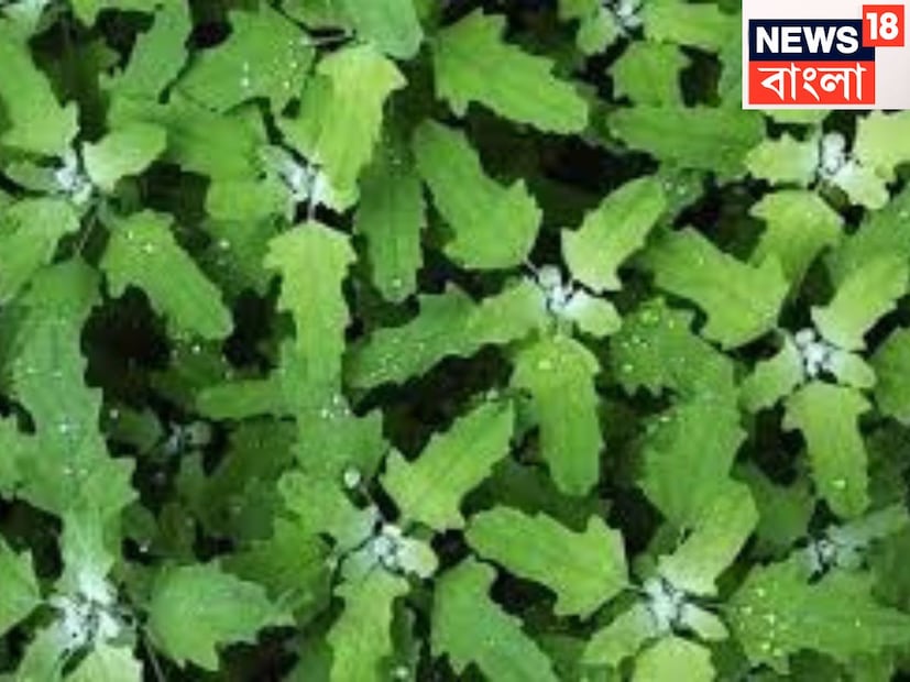 খনিজ সম্পদে পরিপূর্ণ, হাড় থেকে হার্ট একই সঙ্গে শক্তপোক্ত করে তোলে, রক্ত পরিস্রুত করে সহজেই ৷ প্রতীকী ছবি ৷