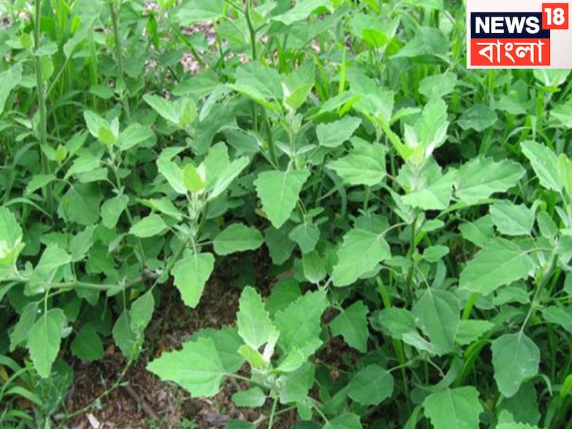 পাচন ক্ষমতা সব থেকে বেশি বৃদ্ধি পায়, কোষ্ঠ কাঠিন্য বিদায় নিতে পারে ৷ শরীর ডিটক্স করে থাকে সম্পূর্ণ ভাবে ৷ প্রতীকী ছবি ৷