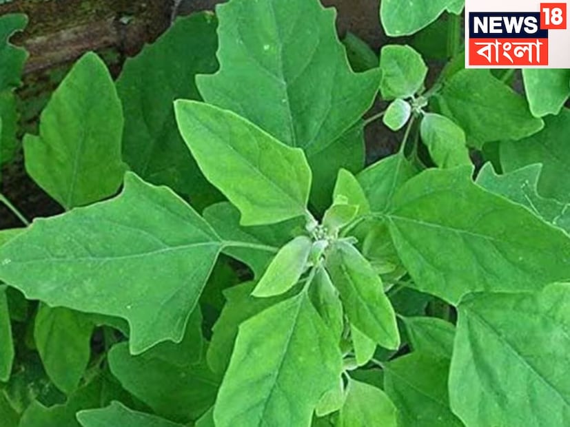 সবুজ শাকে প্রোটিন কম থাকে সাধারণত কিন্তু বেথো শাক বেশি পরিমাণে ভাল হতে পারে ৷ দুর্বলতা কাটিয়ে আরও ভাল হতে পারে ৷ এতে প্রচুর পরিমাণে অ্যান্টি অক্সিডেন্ট থাকে ৷ প্রতীকী ছবি ৷