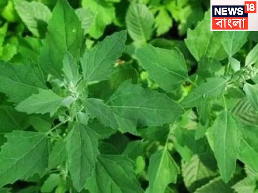 হাড় মজবুত করে তোলে ৷ রক্ত পরিষ্কার করে, যদি রক্ত পরিষ্কার থাকে সেক্ষেত্রে রোগভোগ এক্কেবারে দূরেই থাকেই ৷ শীতের বাজারে সুস্থ থাকুন ৷ প্রতীকী ছবি ৷