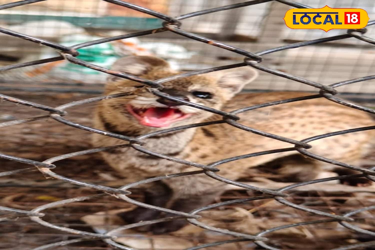 বান্দোয়ানে গন্ধগোকুল উদ্ধার