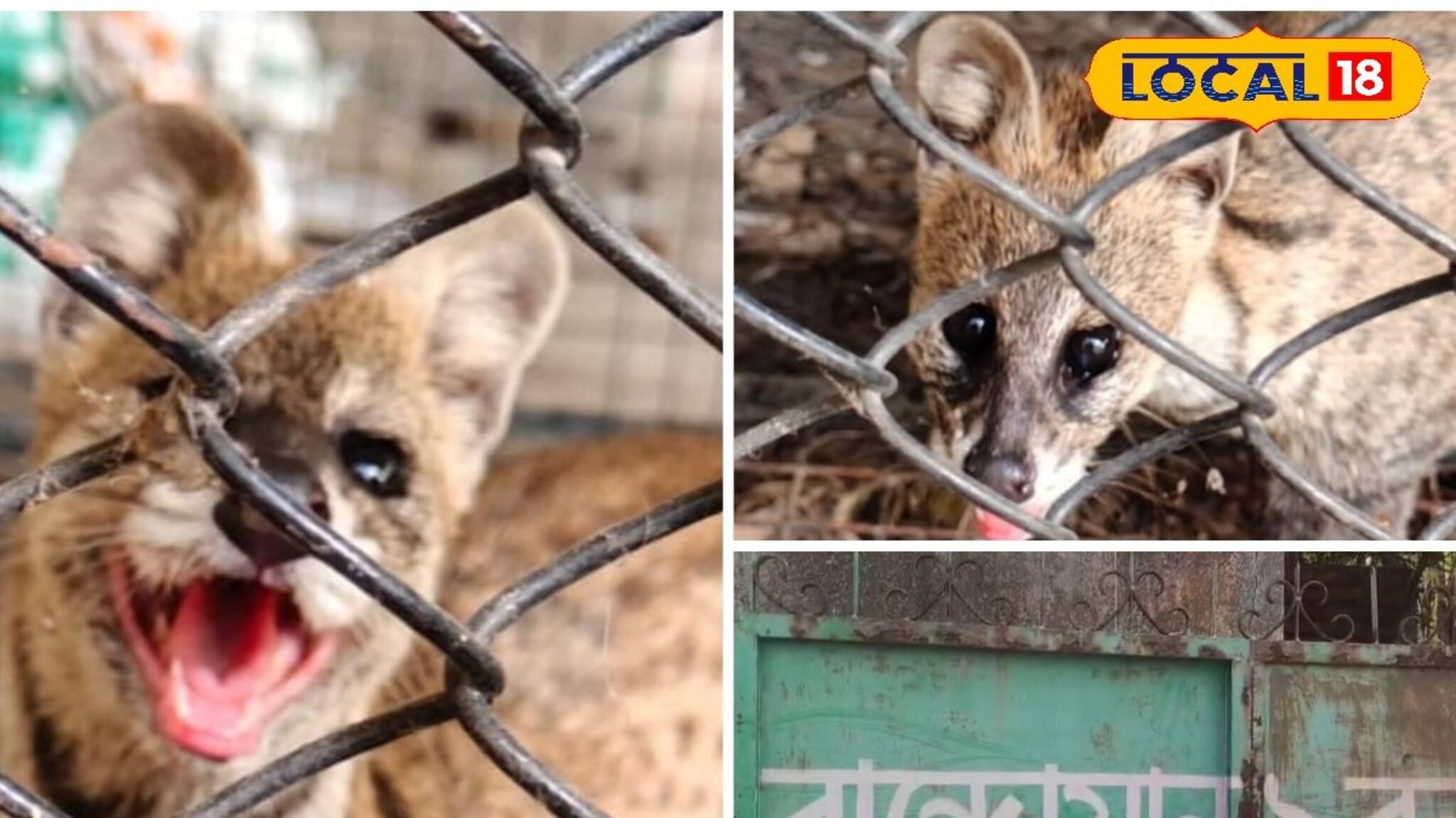 Wild Animal: লোকালয়ে গন্ধগোকুল উদ্ধার ঘরে শোরগোল! চিৎকার, চেঁচামেচিতে জমল ভিড়, কোথায় দেখা মিলল জানেন?