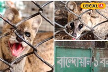 Wild Animal: সকাল সকাল দোকান খুলতেই চক্ষু চড়কগাছ! চিৎকার, চেঁচামেচিতে জমল ভিড়, চা খেতে এসেছে 'সে', বান্দোয়ানে শোরগোল