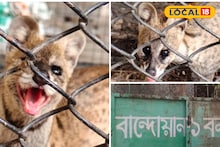 লোকালয়ে গন্ধগোকুল উদ্ধার ঘরে শোরগোল! কোথায় দেখা মিলল জানেন?