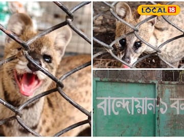 বান্দোয়ানে গন্ধগোকুল উদ্ধার