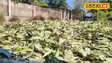 তেজপাতা