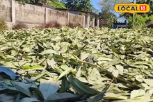 শিশুবাড়ির তেজপাতা যাচ্ছে মুম্বই! বিদেশের বাজারও অদূরে নয়