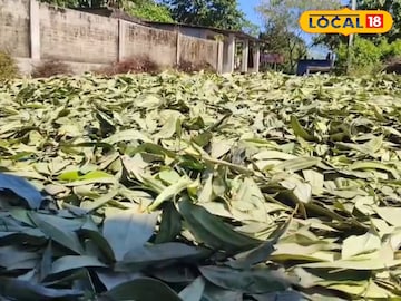 তেজপাতা