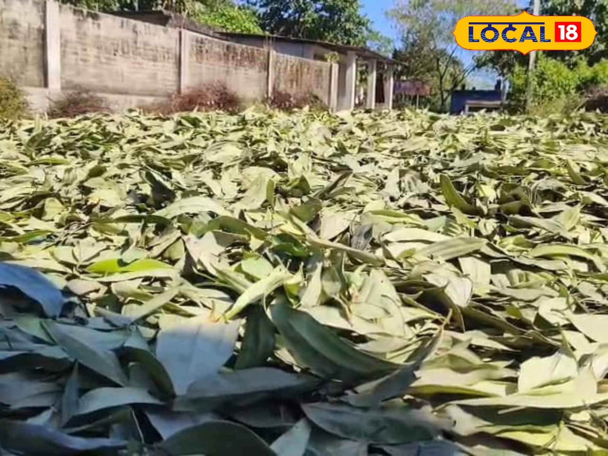 শিশুবাড়ির তেজপাতা যাচ্ছে মুম্বই! বিদেশের বাজারও অদূরে নয়