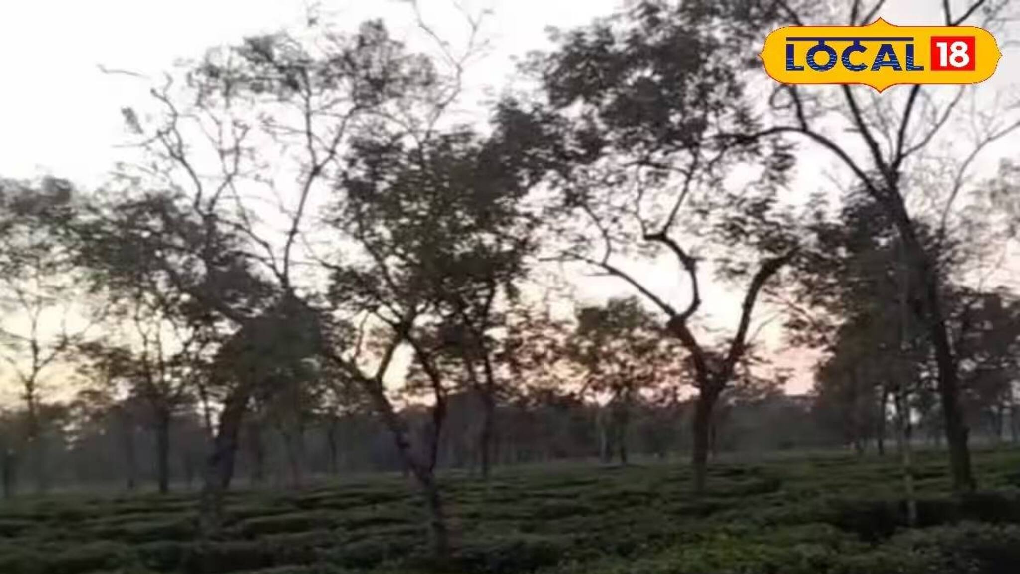 লেপার্ড আগেই ছিল, মথুরা চা বাগান এলাকায় এবার দেখা যাচ্ছে ভাল্লুক