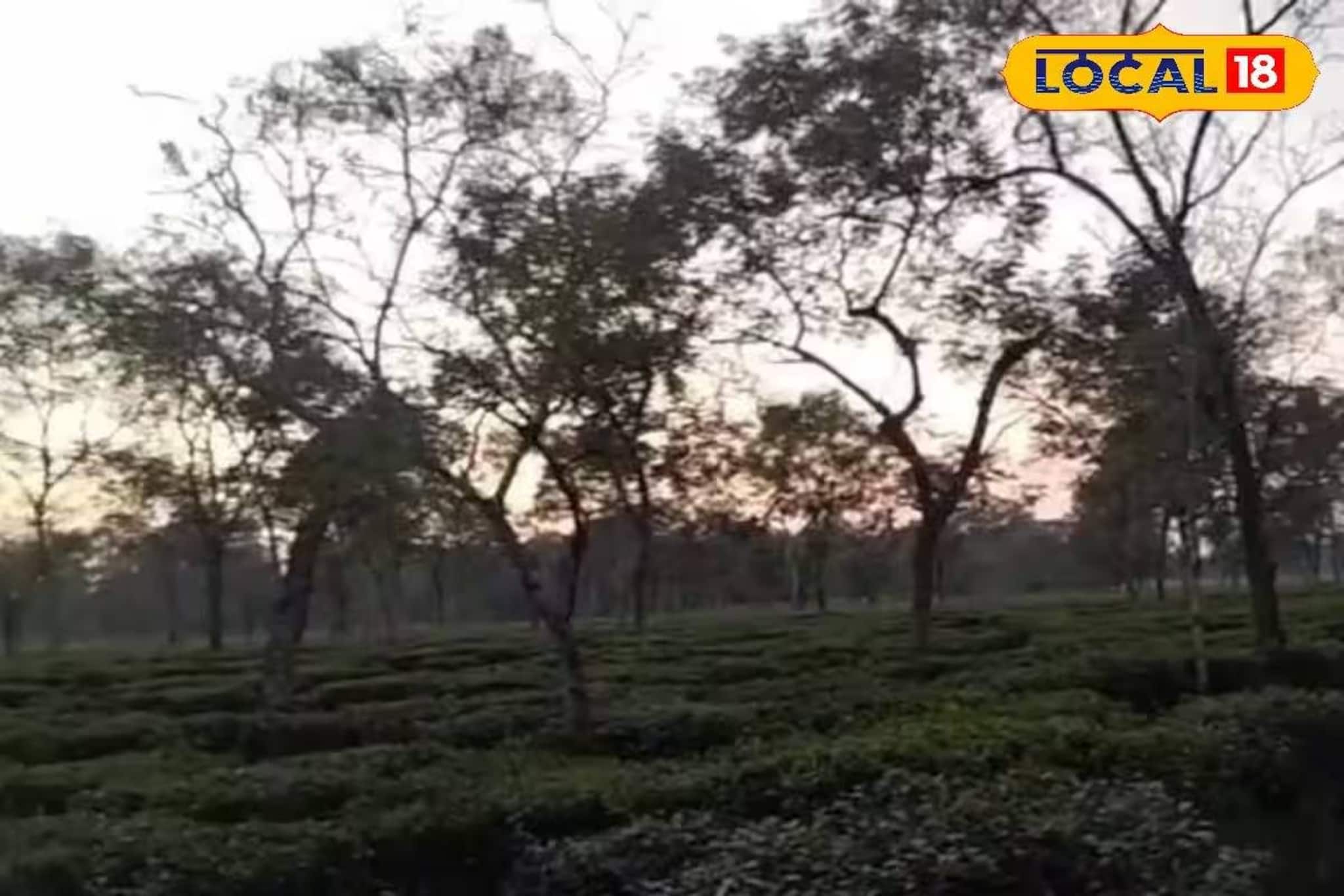 Mathura Tea Garden: লেপার্ড আগেই ছিল, এবার দেখা দিল ভাল্লুক! জোড়া আতঙ্কে কাঁটা মথুরা চা বাগান এলাকার বাসিন্দারা