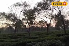 Mathura Tea Garden: লেপার্ড আগেই ছিল, এবার দেখা দিল ভাল্লুক! জোড়া আতঙ্কে কাঁটা মথুরা চা বাগান এলাকার বাসিন্দারা