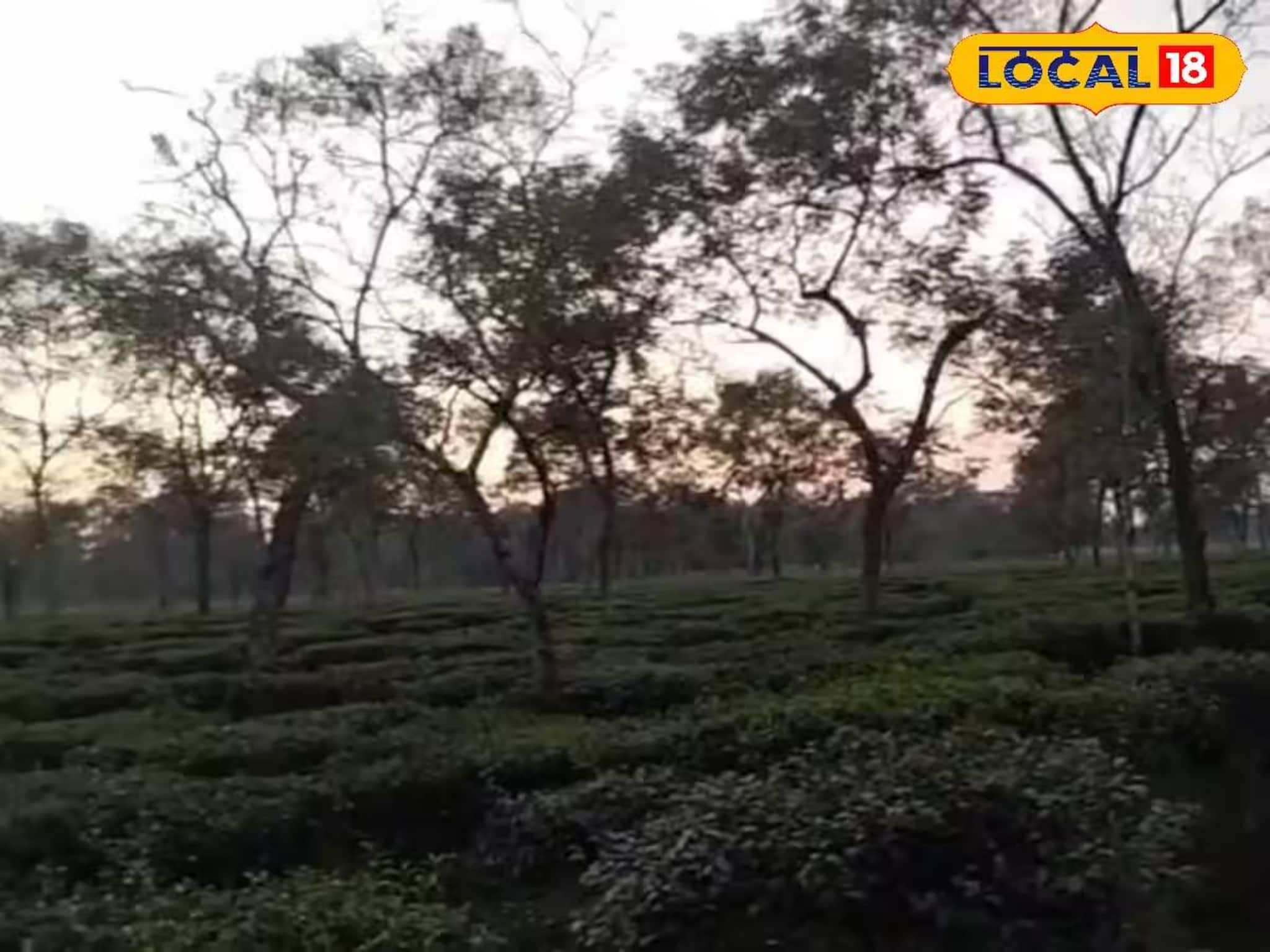 লেপার্ড আগেই ছিল, মথুরা চা বাগান এলাকায় এবার দেখা যাচ্ছে ভাল্লুক