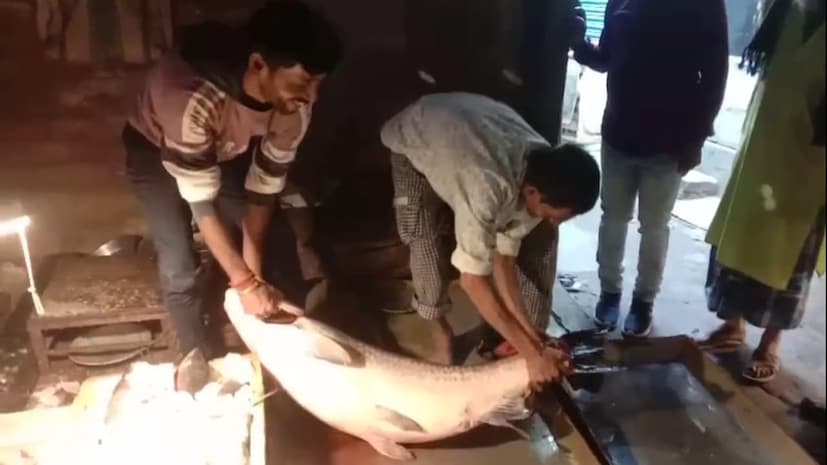 ঠিক তেমনই শান্তিপুরের নৃসিংহপুরে ২৮ কেজির ব্ল্যাক কার্প মাছ, দেখতে ভিড় উপচে পড়ল বাজারে। নদিয়ার শান্তিপুরের নৃসিংহপুর মাছ বাজারে বৃহস্পতিবার সকালে বিরল দৃশ্য এক নজর দেখতে মানুষের ঢল। 