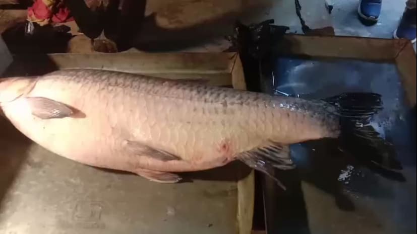 কারণ, বাজারে উঠেছে বিরল প্রজাতির ২৮ কেজি ওজনের ব্ল্যাক ক্যাপ মাছ। সকাল থেকেই ক্রেতা-দর্শনার্থীদের ভিড় জমে গেছে শুধু মাছ কিনতেই নয়, এমন বিশাল মাছ দেখার জন্যও।