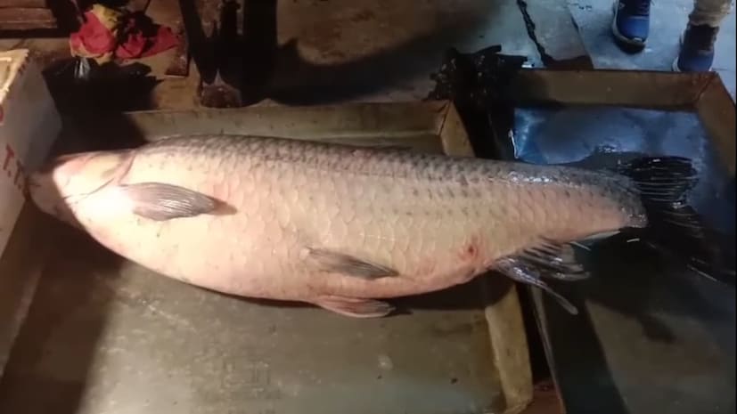 এত বড় ব্ল্যাক ক্যাপ মাছ বাজারে আসায় সকাল থেকেই ভিড় সামলানো দায় হয়ে পড়েছে। অনেকেই শুধু ছবি তুলতে এবং ভিডিও করতে এসেছেন। মাছ ব্যবসায়ীর দাবি, আগেও এরকম বড় মাছ বাজারে এসেছে, তবে এই সময়ে এমন মাছ পাওয়া বিরল। 