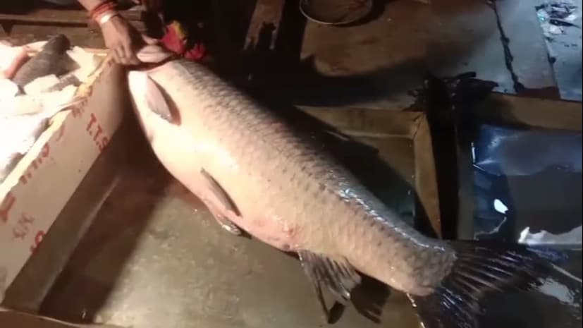 মাছ ব্যবসায়ী পঙ্কজ রায় জানান, এই ব্ল্যাক ক্যাপ মাছটি ধরা পড়ে নৃসিংহপুরের ভাগীরথী নদীতে। স্থানীয় মৎস্যজীবী যাদব বর্মনের জালে আটকা পড়ে মাছটি। পরে পঙ্কজবাবু যাদব বর্মনের কাছ থেকে পাইকারি দরে প্রতি কেজি ৩০০ টাকায় মাছটি কেনেন। তিনি জানিয়েছেন, খুচরো দরে প্রতি কেজি ৫০০ টাকায় বিক্রি করবেন তিনি।