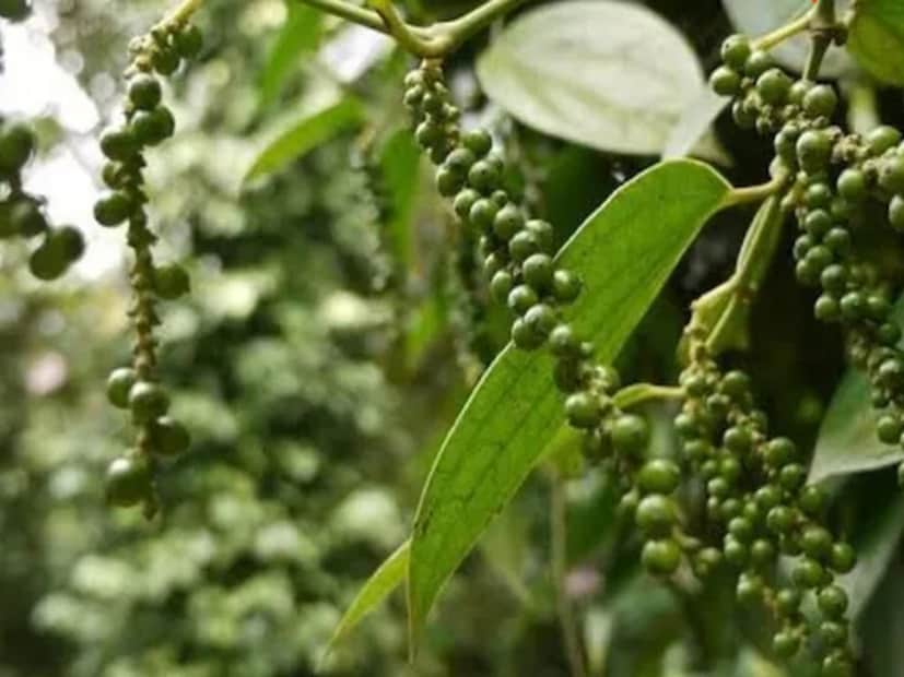 বীজ বা গাছপালা দিয়ে শুরু: যদি কেউ প্রথমবারের মতো বাড়িতে এটি চাষ করেন, তাহলে নার্সারি থেকে একটি ছোট গাছ কেনা ভাল। তবে, পাকা গোলমরিচ ২৪ ঘণ্টা জলে ভিজিয়ে বীজ হিসেবে ব্যবহার করা যেতে পারে। একটি পাত্রে ১ ইঞ্চি গভীরে এটি বপন করতে হবে এবং হালকাভাবে মাটি দিয়ে ঢেকে দিতে হবে।