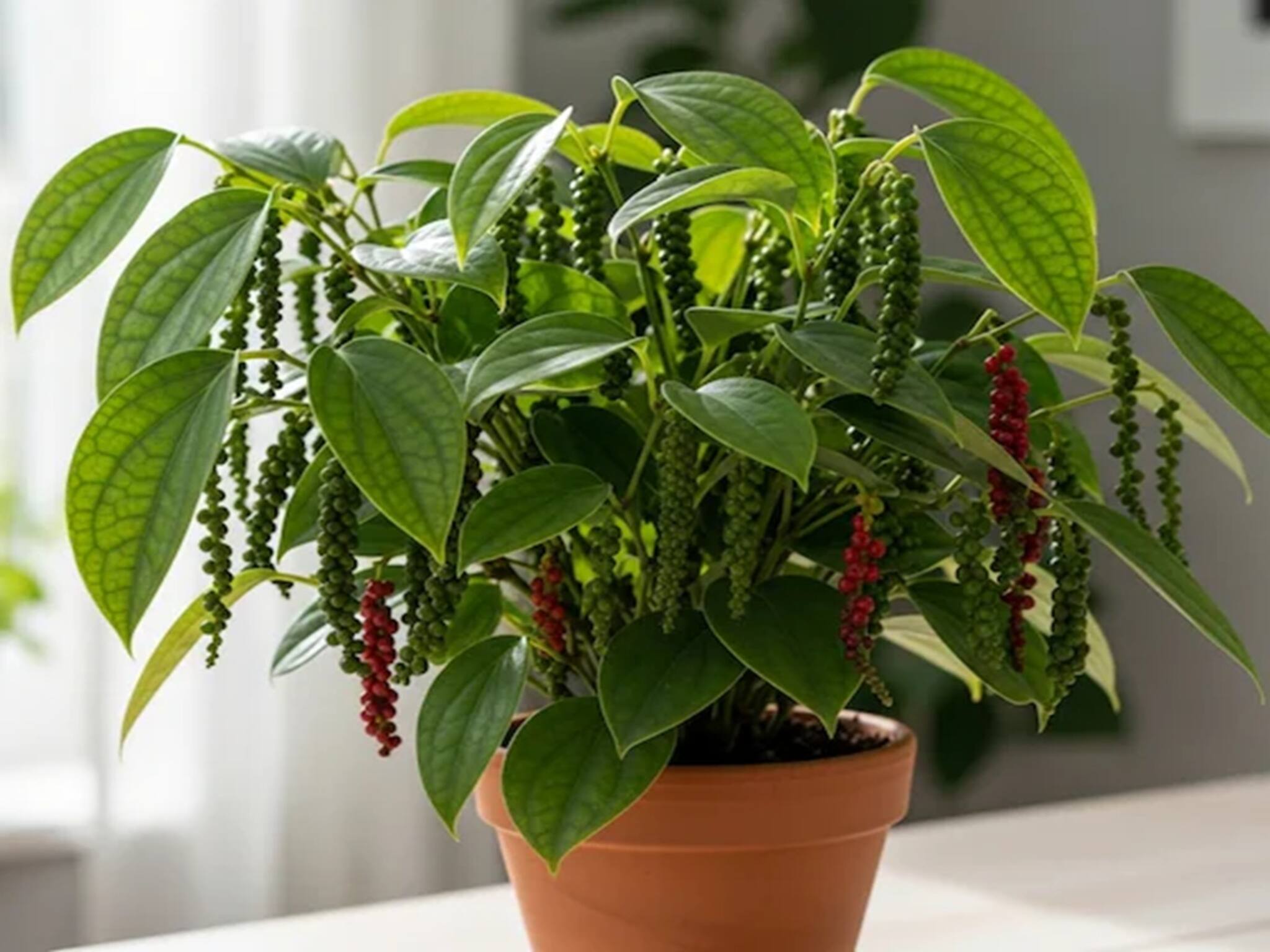 Tips And Tricks: শীতকালে ঘরে এইভাবে গোলমরিচের গাছ লাগান, সারা বছর ধরে খাঁটি জৈব মশলা পাবেন