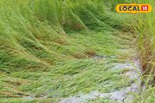 অকালবৃষ্টিতে মাঠেই নষ্ট মাঠের ফসল! উপকূল তীরবর্তী এলাকায় বোরো ধান চাষে ব্যাপক ক্ষতি