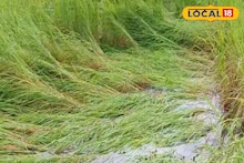 Boro Rice Cultivation: অকালবৃষ্টিতে মাঠেই নষ্ট মাঠের ফসল! উপকূল তীরবর্তী এলাকায় বোরো ধান চাষে ব্যাপক ক্ষতি, সরকারের কাছে চাষিদের পাশে দাঁড়ানোর অনুরোধ