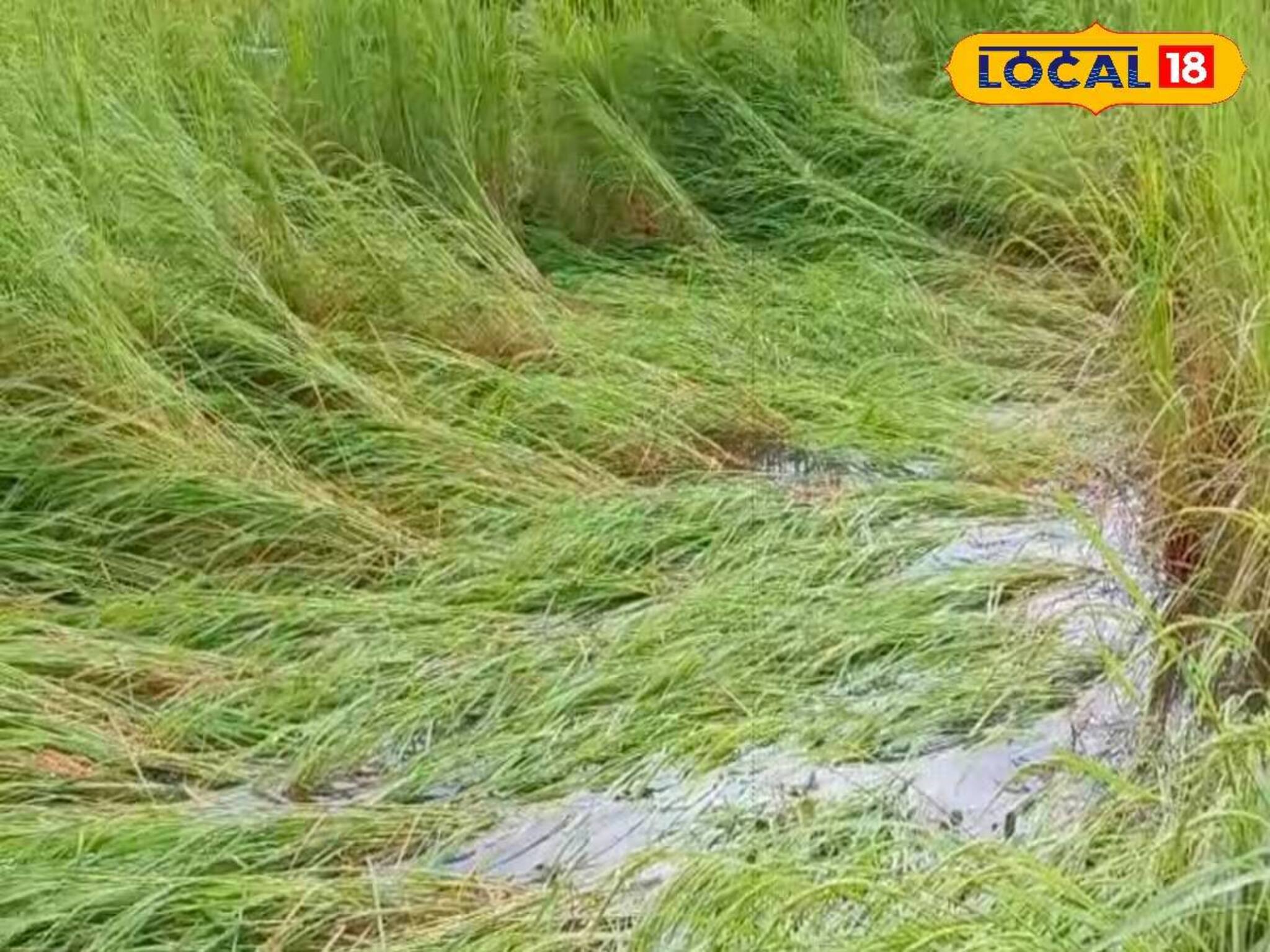 অকালবৃষ্টিতে মাঠেই নষ্ট মাঠের ফসল! উপকূল তীরবর্তী এলাকায় বোরো ধান চাষে ব্যাপক ক্ষতি