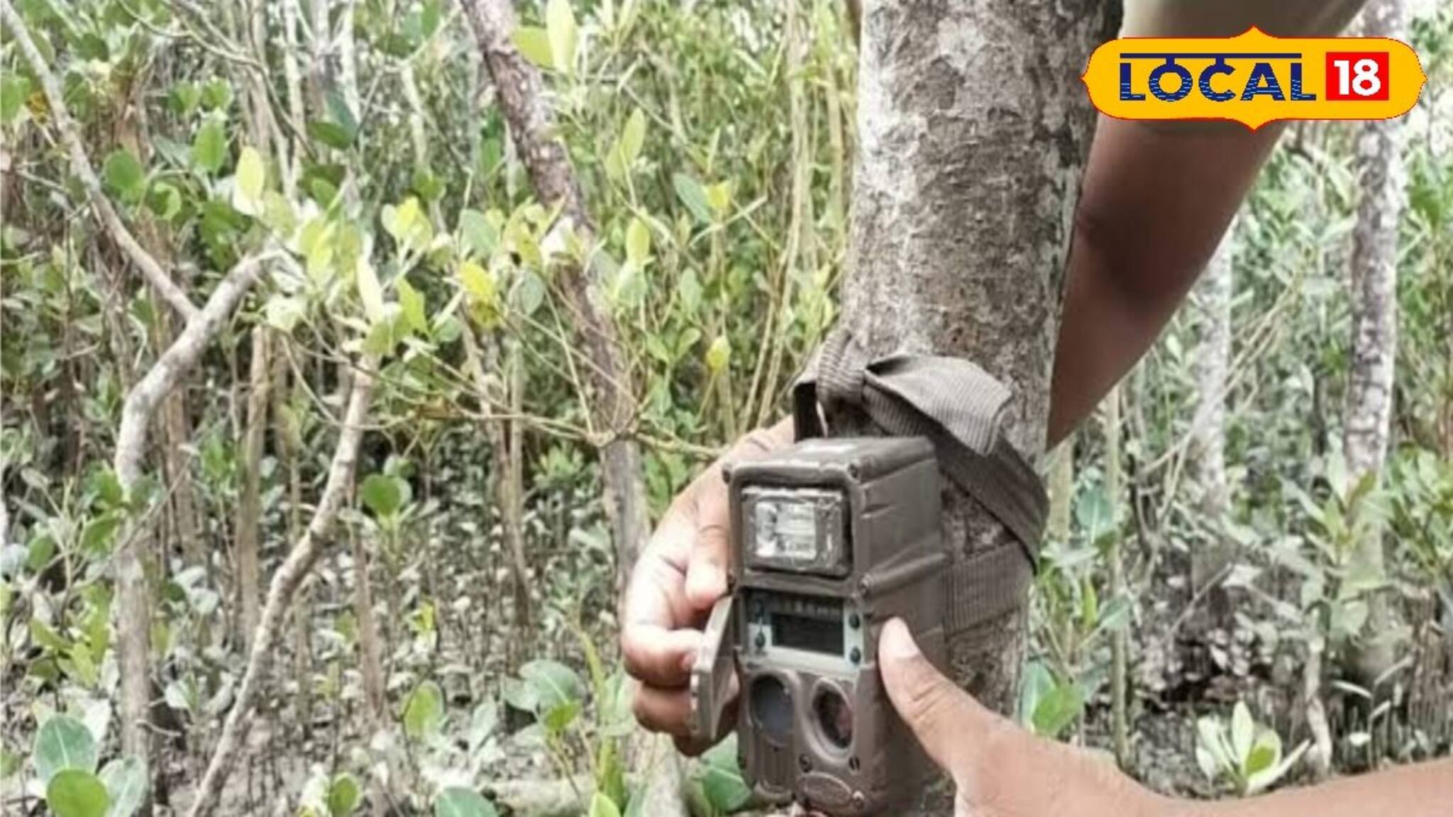 সুন্দরবনে বাঘের সংখ্যা গণনায় উদ্যোগী হল বন দফতর, বসছে দেড় হাজার ক্যামেরা