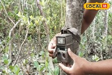 Sundarban: সুন্দরবনে বাঘের সংখ্যা গণনায় উদ্যোগী হল বন দফতর, বসছে দেড় হাজার ক্যামেরা, রয়্যাল বেঙ্গলের গতিবিধির সঙ্গে উঠে আসবে জঙ্গলের আরও অজানা তথ্য