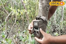 সুন্দরবনে বাঘের সংখ্যা গণনায় উদ্যোগী হল বন দফতর, বসছে দেড় হাজার ক্যামেরা