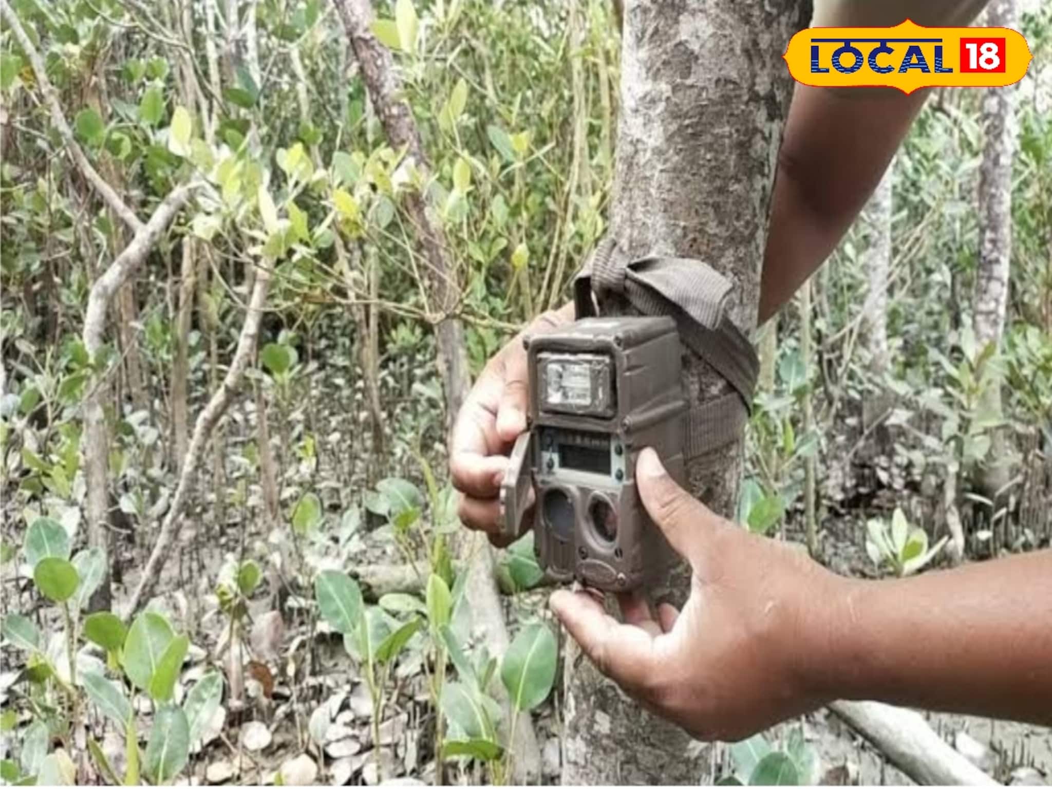 Sundarban: সুন্দরবনে বাঘের সংখ্যা গণনায় উদ্যোগী হল বন দফতর, বসছে দেড় হাজার ক্যামেরা, রয়্যাল বেঙ্গলের গতিবিধির সঙ্গে উঠে আসবে জঙ্গলের আরও অজানা তথ্য