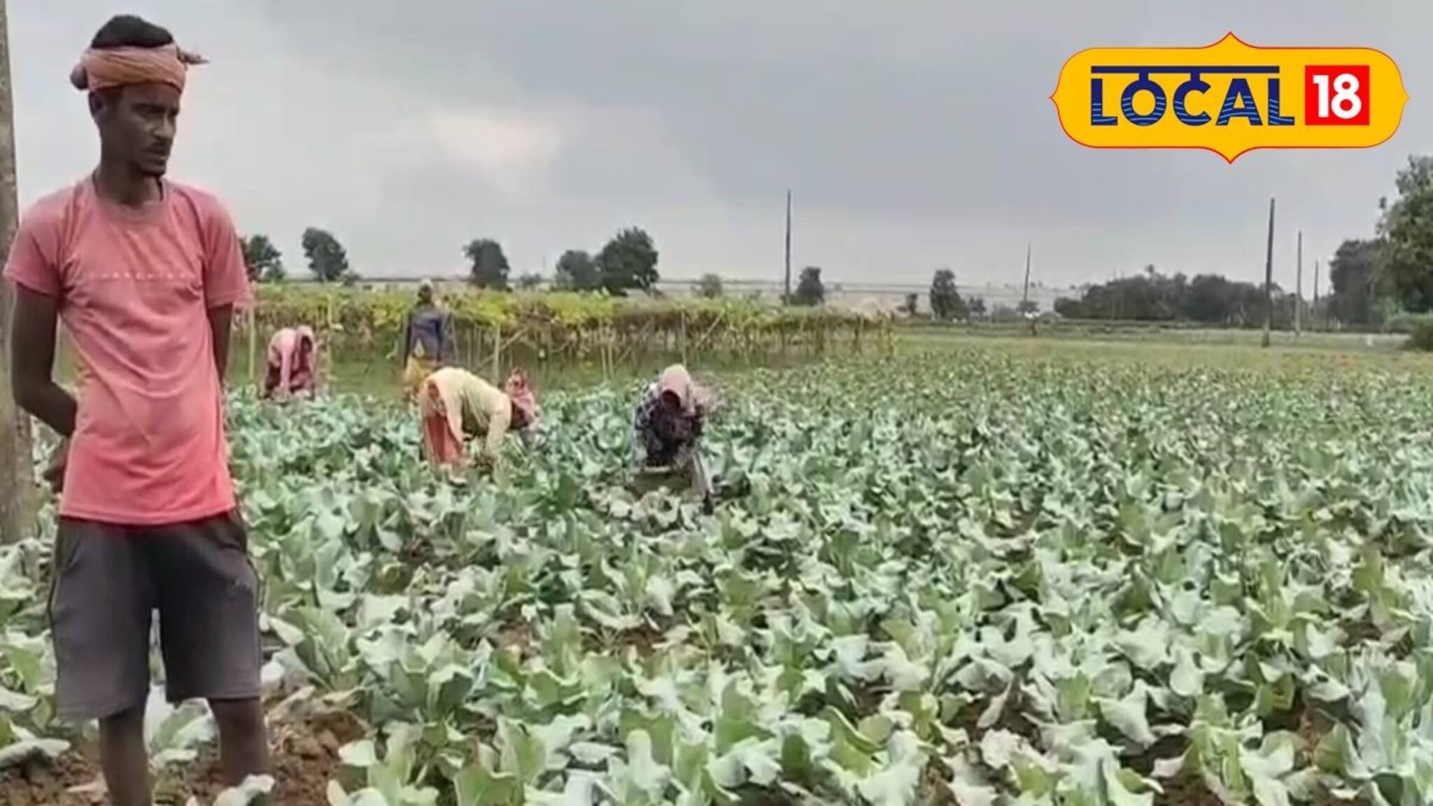 মেদিনীপুরের চাষিরা মাঠে ফলাচ্ছেন সোনার ফসল, পিস প্রতি লাভ ১৯ টাকা! বড়লোক হওয়ার বড় সুযোগ