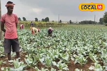 Money Making Tips: মেদিনীপুরের চাষিরা মাঠে ফলাচ্ছেন সোনার ফসল, পিস প্রতি লাভ ১৯ টাকা! বড়লোক হওয়ার বড় সুযোগ 'এই' চাষে