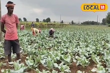 মেদিনীপুরের চাষিরা মাঠে ফলাচ্ছেন সোনার ফসল, পিস প্রতি লাভ ১৯ টাকা! বড়লোক হওয়ার বড় সুযোগ