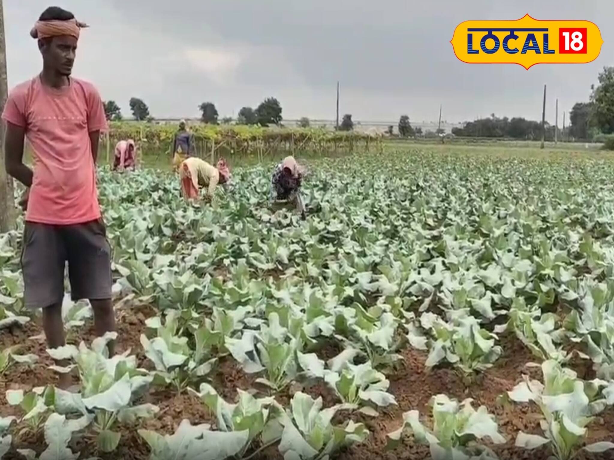 Money Making Tips: মেদিনীপুরের চাষিরা মাঠে ফলাচ্ছেন সোনার ফসল, পিস প্রতি লাভ ১৯ টাকা! বড়লোক হওয়ার বড় সুযোগ 'এই' চাষে