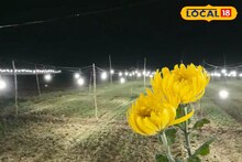 Chrysanthemum Scientific Method Floriculture: চন্দ্রমল্লিকা চাষে ফুল ফুটবে গাদা গাদা, পাঁশকুড়ার চাষিরা বেছে নিয়েছেন বৈজ্ঞানিক পদ্ধতি! কয়েকগুণ বাড়তি লাভের আশা