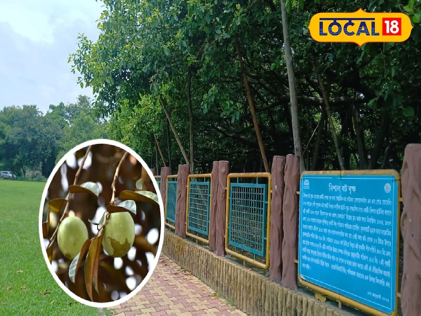 এই গাছ সুদূর আমেরিকা থেকে এসে হাওড়ার শিবপুরে বসতি স্থাপন করেছে। বেশ কয়েক বছর আগে এসে জাঁকিয়ে বসতি গেঁড়েছে এখানে। শিকড় ছড়িয়েছে দূর-দূরান্তে। শাখা প্রশাখা বিস্তার করে আকারে বৃহৎ হয়ে হাওড়া বোটানিক্যাল গার্ডেনে দাঁড়িয়ে রয়েছে একাধিক রসগোল্লা গাছ।