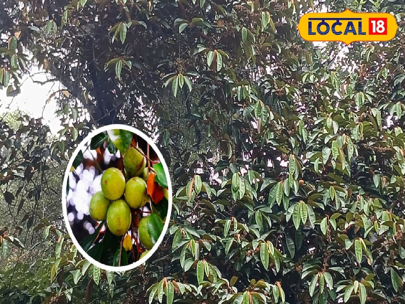 শিবপুর বোটানিক্যাল গার্ডেনে গাছে ফলছে রসগোল্লা! এই ফলে রয়েছে রসগোল্লার স্বাদ। যে কারণে স্থানীয় মানুষের কাছে এই ফল রসগোল্লা ফল নামে পরিচিত। বিদেশ থেকে এসে হাওড়ার শিবপুরের বসতি স্থাপন করা গাছগুলির মধ্যে একটি হল রসগোল্লা গাছ। (ছবি ও তথ্য: রাকেশ মাইতি)