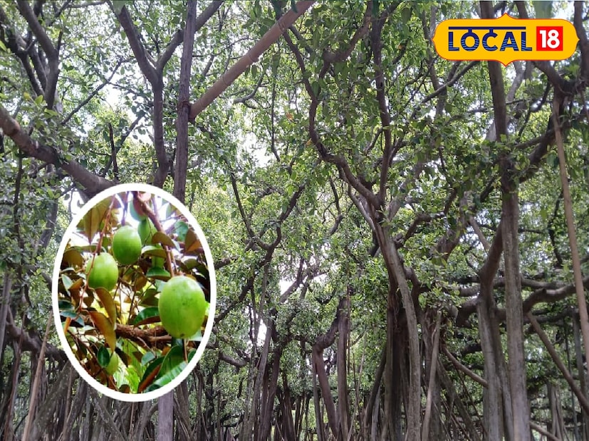 শিবপুর বোটানিক্যাল গার্ডেন যুগ্ম ডিরেক্টর দেবেন্দ্র সিং জানান,  