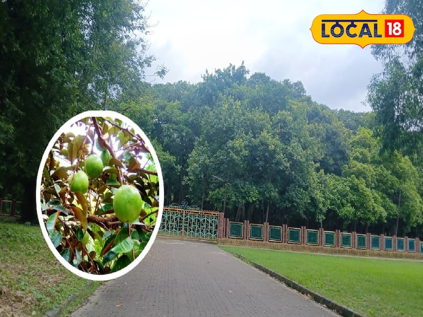 আচার্য জগদীশচন্দ্র বোস ভারতীয় উদ্ভিদ উদ্যান একটি উদ্ভিদ সংরক্ষণ কেন্দ্র। এখানে মূলত তিন ধরণের সংরক্ষণ রয়েছে - বিদেশী, দেশীয় এবং স্থানীয় গাছ। শৈবাল, ছত্রাক থেকে শুরু করে বৃক্ষ জাতীয় বিভিন্ন গাছ সংরক্ষিত রয়েছে এখানে।বিদেশ  থেকে আনা রসগোল্লা গাছের বৈজ্ঞানিক নাম হল Chrysophyllum canito।