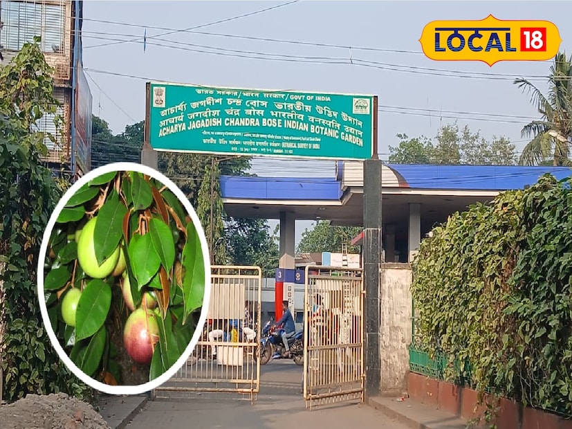 এটি সাফোটার মতো একই প্রজাতির, তবে বাইরের খোসা এবং শাঁস সাদা। বীজ সাবেদার মতো, তবে কিছুটা বড়। এর গোলাকার আকৃতি এবং মিষ্টি স্বাদ স্থানীয় মানুষ এই ফলকে রসগোল্লা ফল নামকরণ করেছেন। উদ্যান কর্তৃপক্ষ জানায়, এই গাছে নভেম্বর থেকে ফেব্রুয়ারির মধ্যে ফল ধরে। (ছবি ও তথ্য: রাকেশ মাইতি)