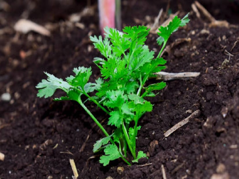 *ঘরে ধনেপাতা চাষের পদ্ধতি (ধাপে ধাপে সহজ নির্দেশিকা)ঃ ধনেপাতা চাষ করা যতটা সহজ মনে হয় তার চেয়েও সহজ। কেবল বীজ সঠিকভাবে প্রস্তুত করুন এবং অল্প পরিমাণে মাটিতে বপন করুন। প্রথমে বাজার থেকে কিছু ধনে নিয়ে আসুন। বীজগুলিকে একটি প্লেটে ছড়িয়ে কয়েক ঘণ্টার জন্য রোদে রাখুন। এরপর বীজগুলি আলতো করে দুই ভাগে চেপে নিন, কিন্তু খেয়াল রাখবেন বীজ জেন গুঁড়ো না হয়ে যায়। বীজগুলি বিভক্ত হয়ে গেলে, ২৪-৪৮ ঘণ্টা জলে ভিজিয়ে রাখুন। ভিজিয়ে রাখলে বীজগুলি নরম হয় এবং দ্রুত অঙ্কুরিত হতে সাহায্য করে।